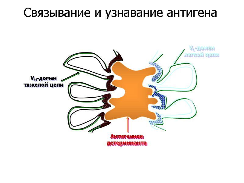 Антигенная детерминанта VL-домен легкой цепи VH-домен тяжелой цепи   Связывание и узнавание антигена